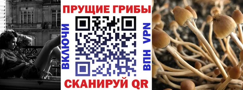 купить наркотики цена  Багратионовск  Псилоцибиновые грибы MAGIC MUSHROOMS 